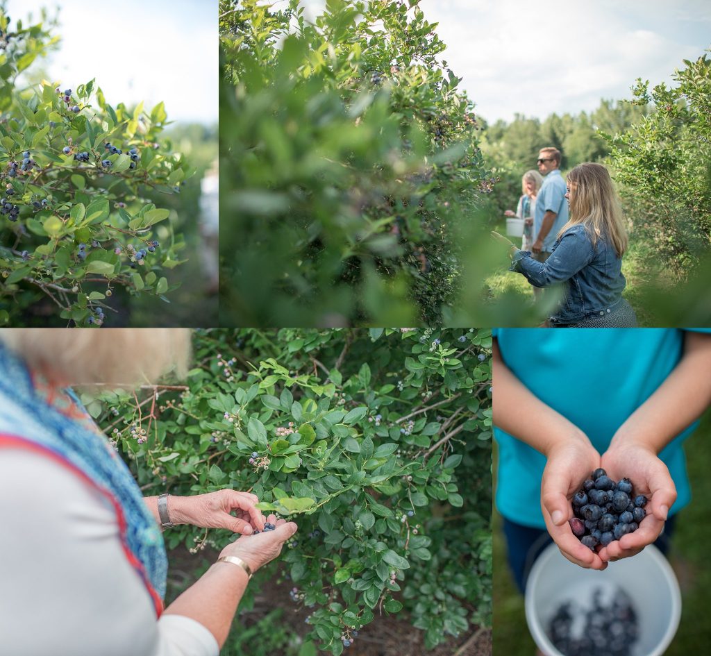 Brunst Family | Extended Family Session | Blueberry Dune Farm | New Buffalo Michigan | New Buffalo Extended Family Photographer | Toni Jay Photography